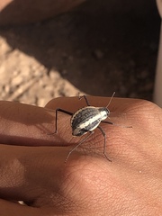 Stenocara gracilipes