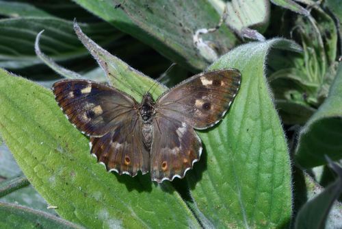 Madeiran grayling