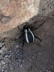 Stenocara gracilipes