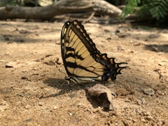 Papilio glaucus