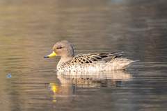 Yellow-Billed Teal photo 4