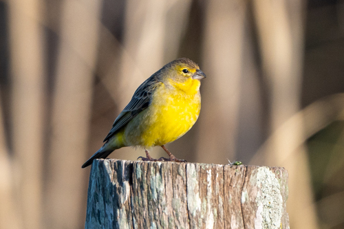 Grassland Yellow Finch (Sicalis luteola), photo 8