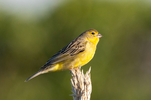 Grassland Yellow Finch (Sicalis luteola), photo 3