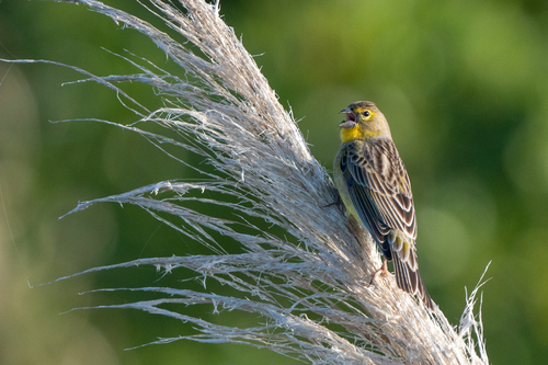 Grassland Yellow Finch (Sicalis luteola), photo 5