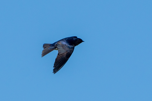 Southern Martin (Progne elegans)