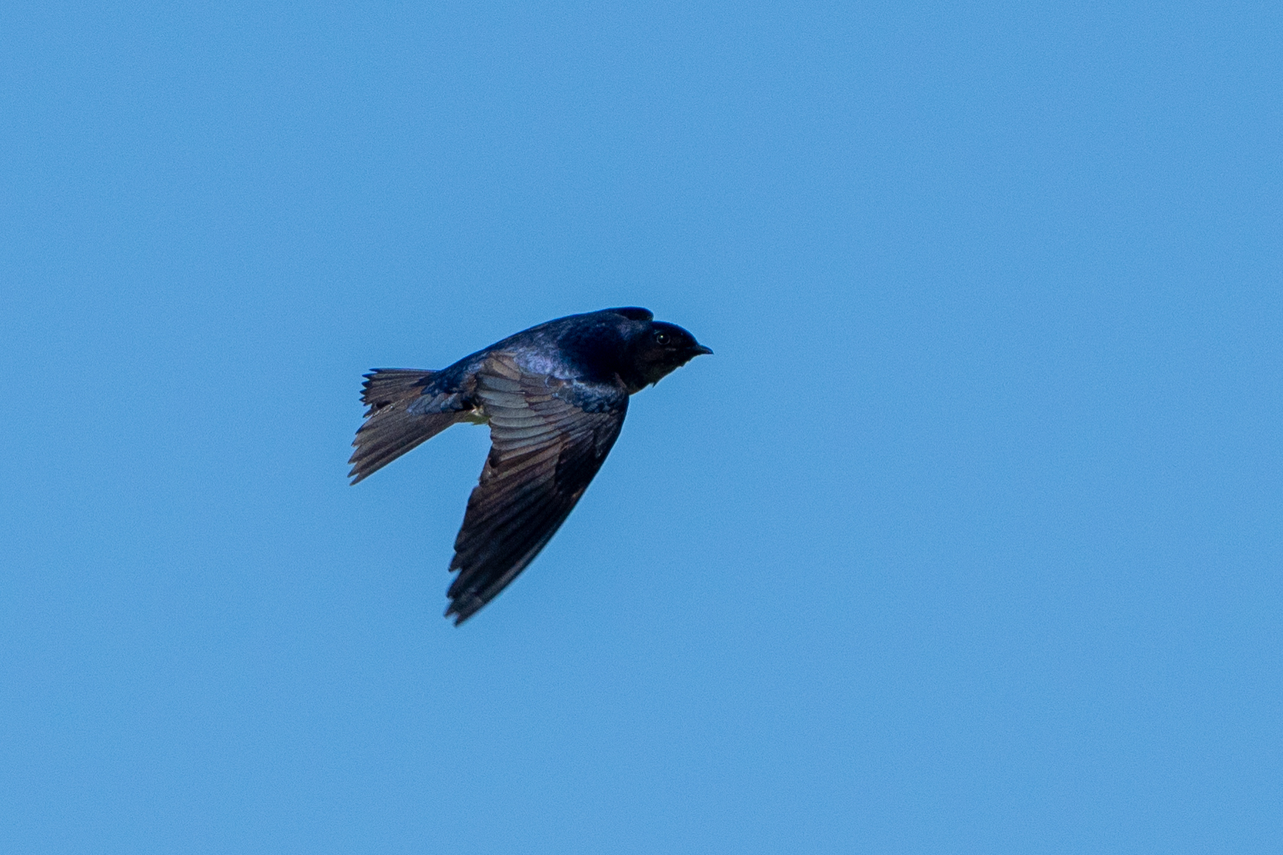 Southern Martin (Progne elegans)