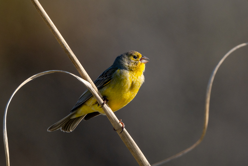 Grassland Yellow Finch (Sicalis luteola), photo 10