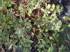 Acmispon heermannii heermannii