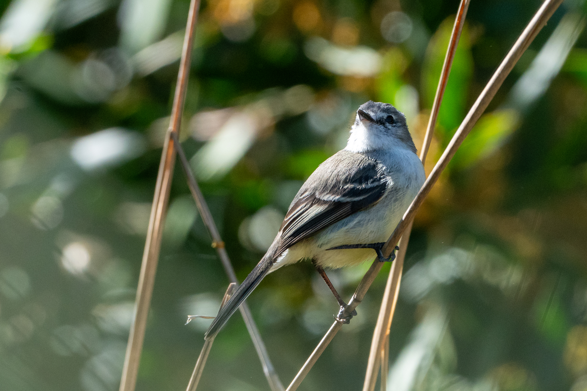 White-crested Tyrannulet (Serpophaga subcristata)