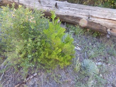 Calocedrus