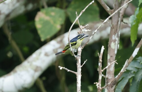 Red-rumped Tinkerbird (Pogoniulus atroflavus), photo 3