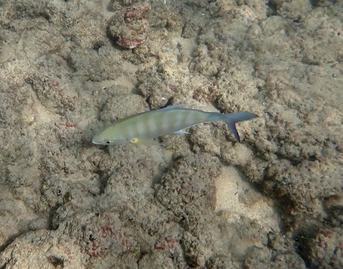 Carangoides ferdau, 2024-11-23