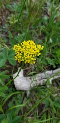 Pseudocymopterus