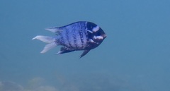 Whitley's Seargent photo 2