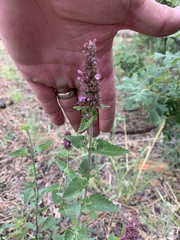 Agastache pallidiflora