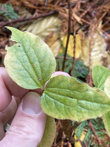 Image of Heptacodium miconioides by no rights reserved