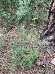 Agastache pallidiflora