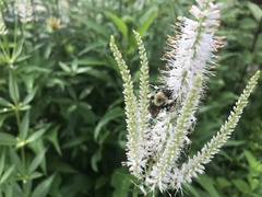 Bombus griseocollis