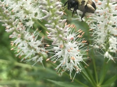 Bombus griseocollis