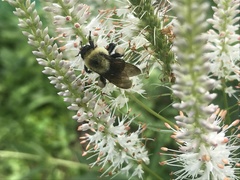 Bombus griseocollis