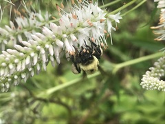 Bombus griseocollis