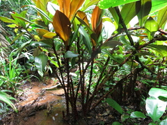 Costus vinosus