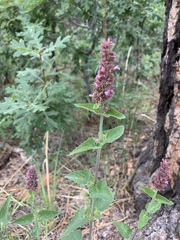 Agastache pallidiflora