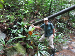 Costus vinosus