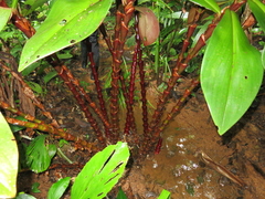Costus vinosus