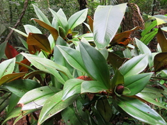 Costus vinosus