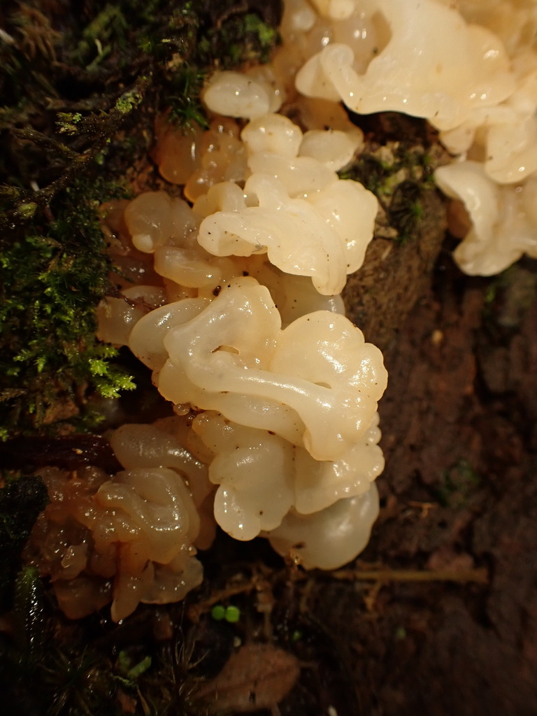 Protohydnum pululahuanum · November 2024 · photo: © agujaceratops (iNaturalist, cc0)