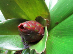 Costus vinosus