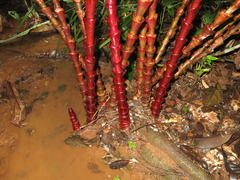 Costus vinosus
