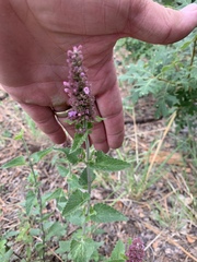 Agastache pallidiflora