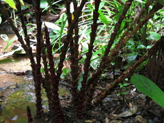 Costus vinosus