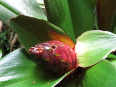 Costus vinosus