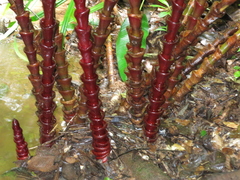 Costus vinosus