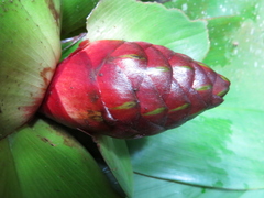 Costus vinosus