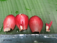 Costus vinosus