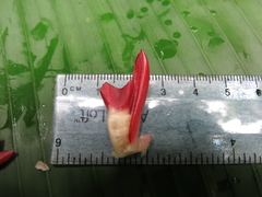 Costus vinosus