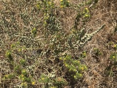 Extriplex joaquinana