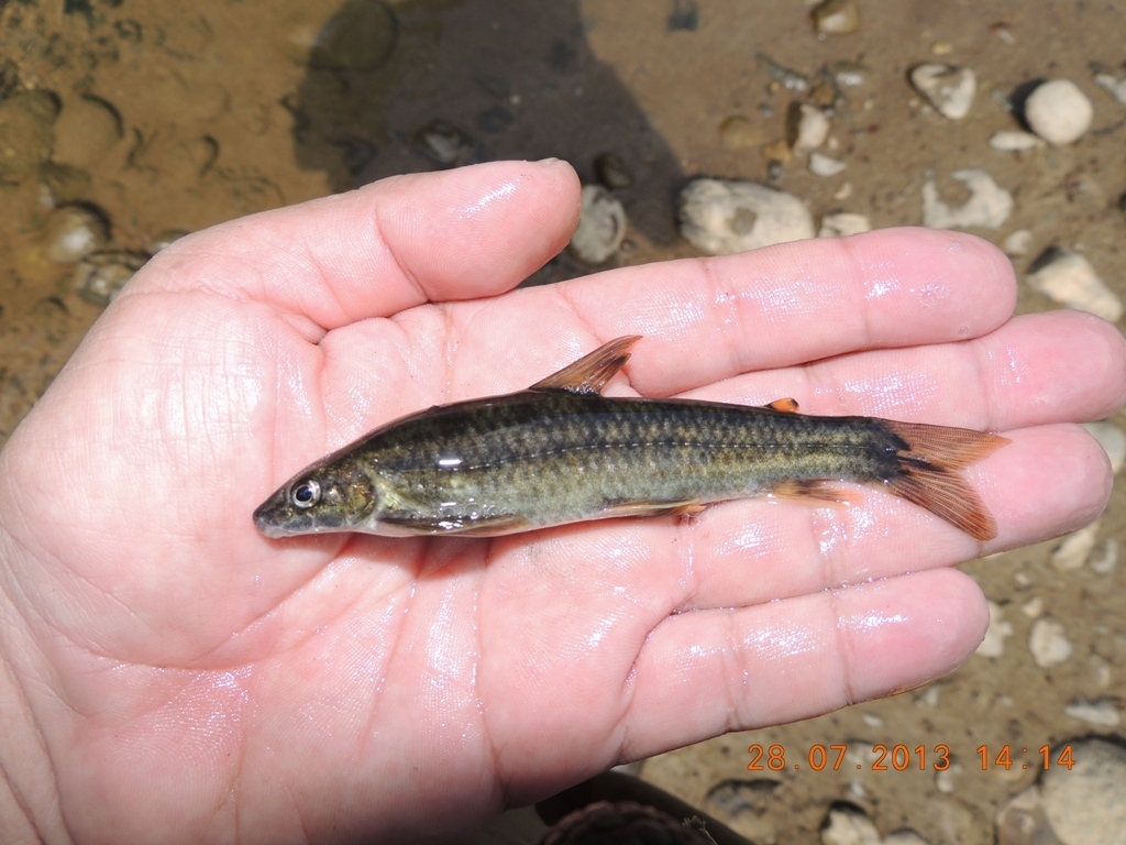 Wagners raspmondzalm (Saccodon wagneri) — Parodontidae