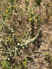 Extriplex joaquinana