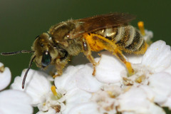 Halictus subauratus