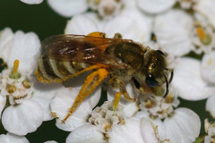 Halictus subauratus