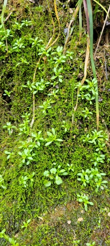 American Water Starwort (Sabulina fontinalis)