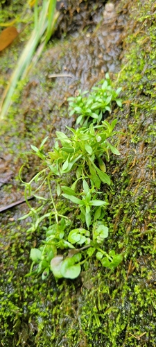 Image of Sabulina fontinalis by no rights reserved