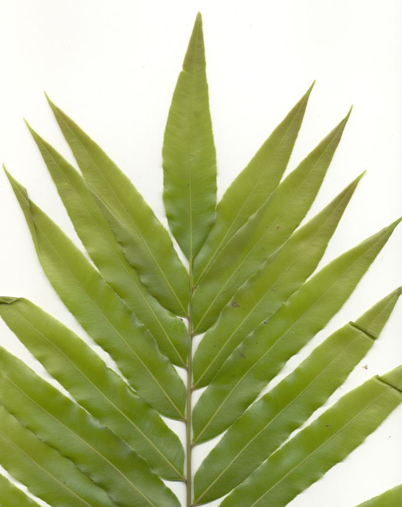 Giant Vine Fern (Lower orders of plants of the Mfolozi River catchment ...