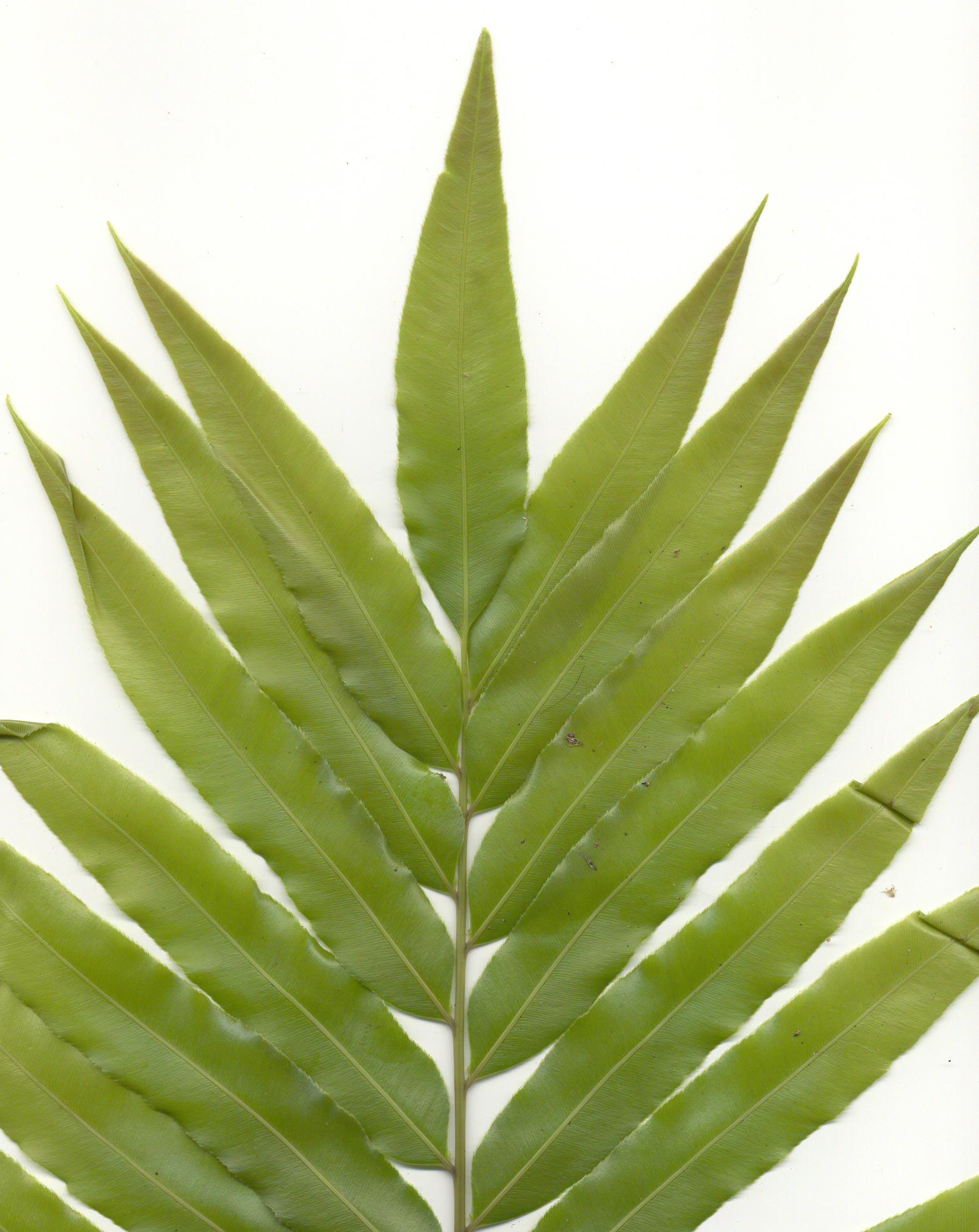 Stenochlaena tenuifolia
