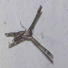 Phazaca interrupta